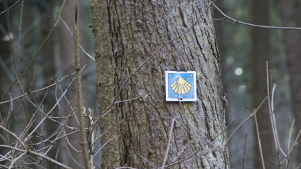 Abzeichen der Jakobsmuschel an einem Baum 