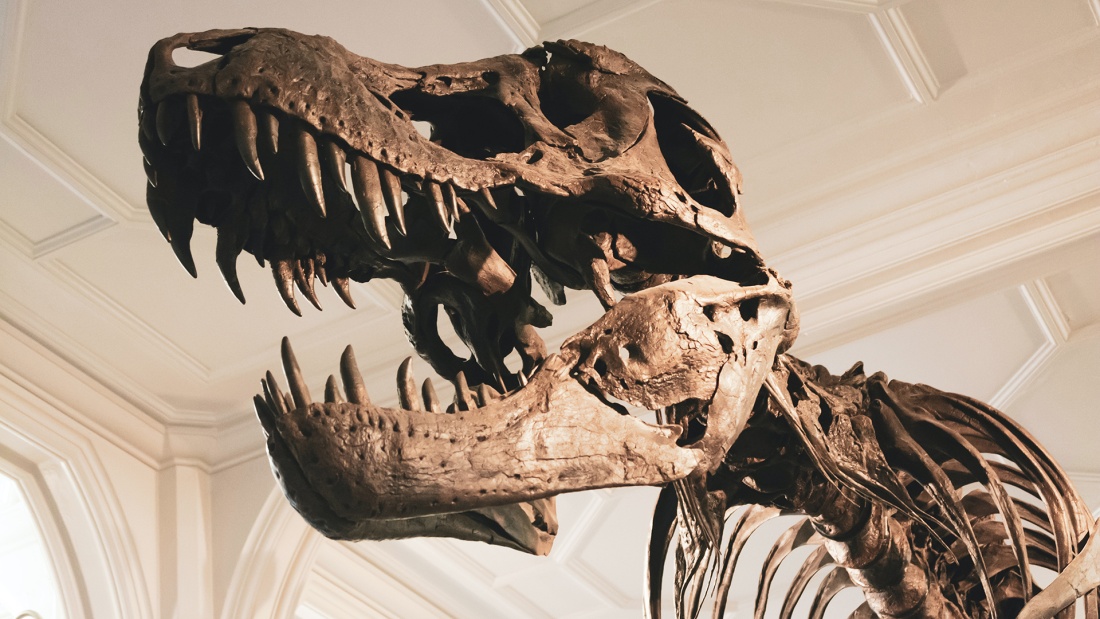 Dino Skelett im Museum