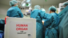 Eine Kühlbox mit einem Spenderorgan steht während einer Operation in einem OP (Foto vom 06.09.2008). Seit Jahren fehlt es an Spender-Organen. Jetzt unternimmt die Politik einen neuen Anlauf, mehr Bürger zu potenziellen Organspendern zu machen.