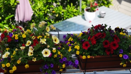 Blühende Blumen in Balkonkästen mit Blick in einen Garten