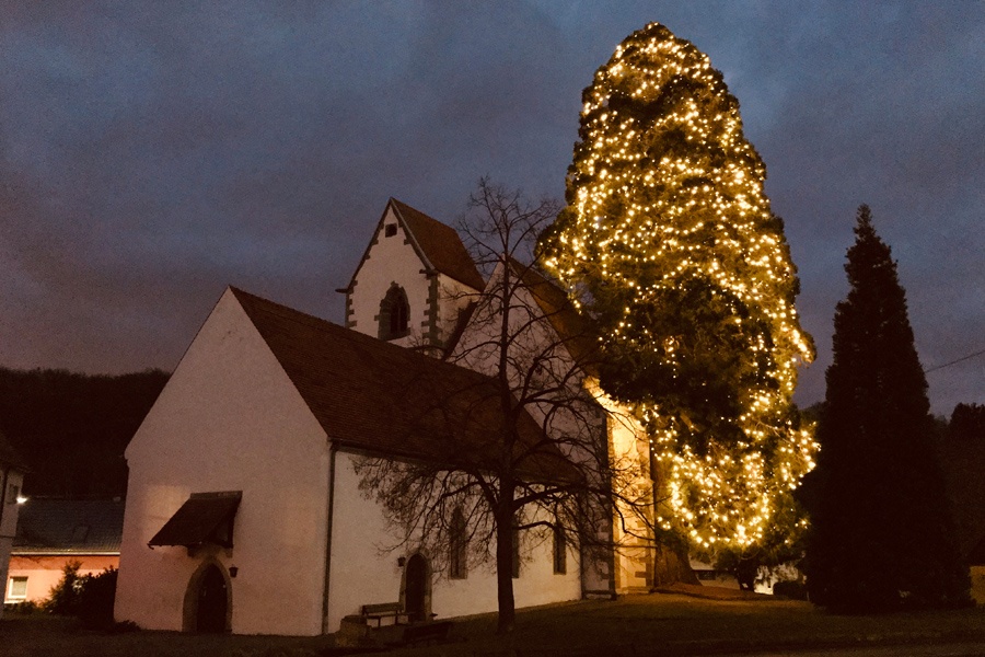Beleuchteter Mammutbaum in Badenweiler
