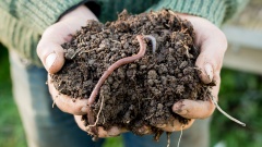 Regenwürmer sterben an Microteilchen von Plastik im Boden