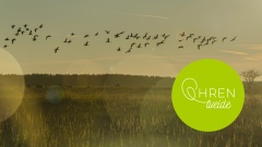 Zugvögel fliegen über ein Feld im Herbst