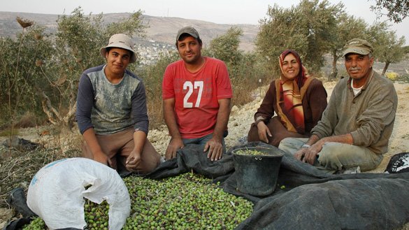 Olivenernte in Palästina