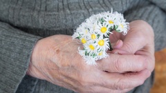Nahaufnahme von den Händen einer alten Frau mit einen Strauß Gänseblumen.
