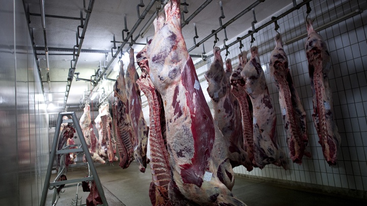 ausgeblutete Rinder im Kühlraum eines Schlachthofs