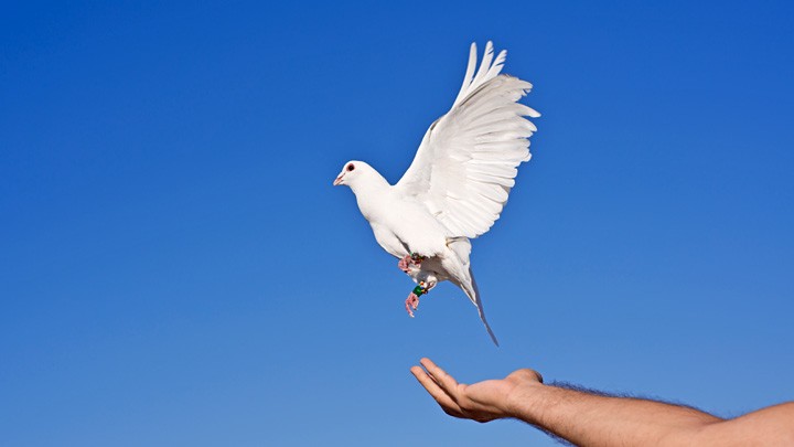 Eine Taube als Symbol für den Frieden.