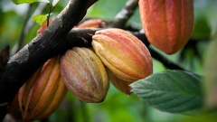 Eine positive Entwicklung für den wirtschaftlichen Aufschwung in Westafrika ist beispielsweise ein französisches Unternehmen, das Kakao vor Ort und nicht erst in Europa verarbeitet.