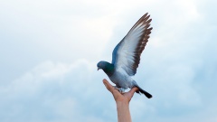 Eine Hand hält eine Taube vor blauen Himmel.