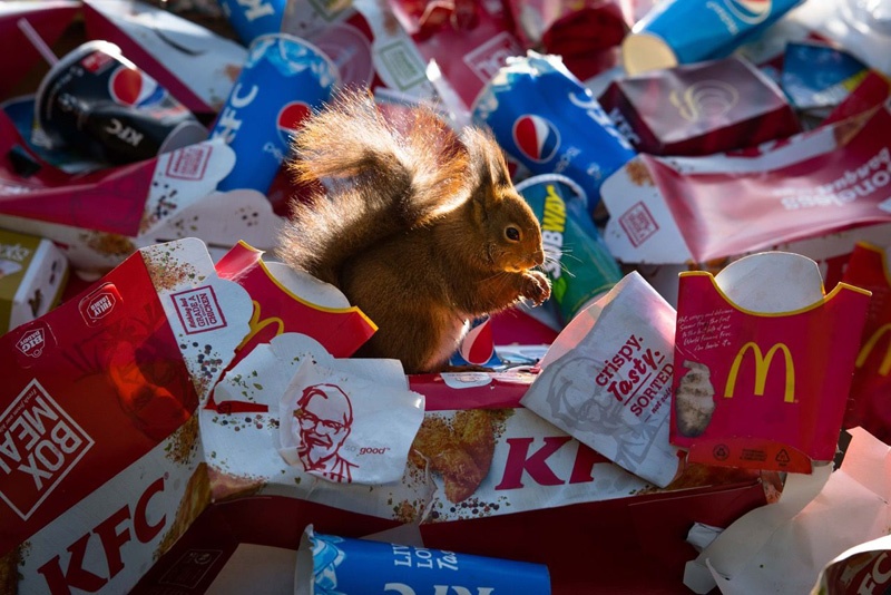 Ein Eichhörnchen sitzt inmitten von Fast-Food-Verpackungen. 
